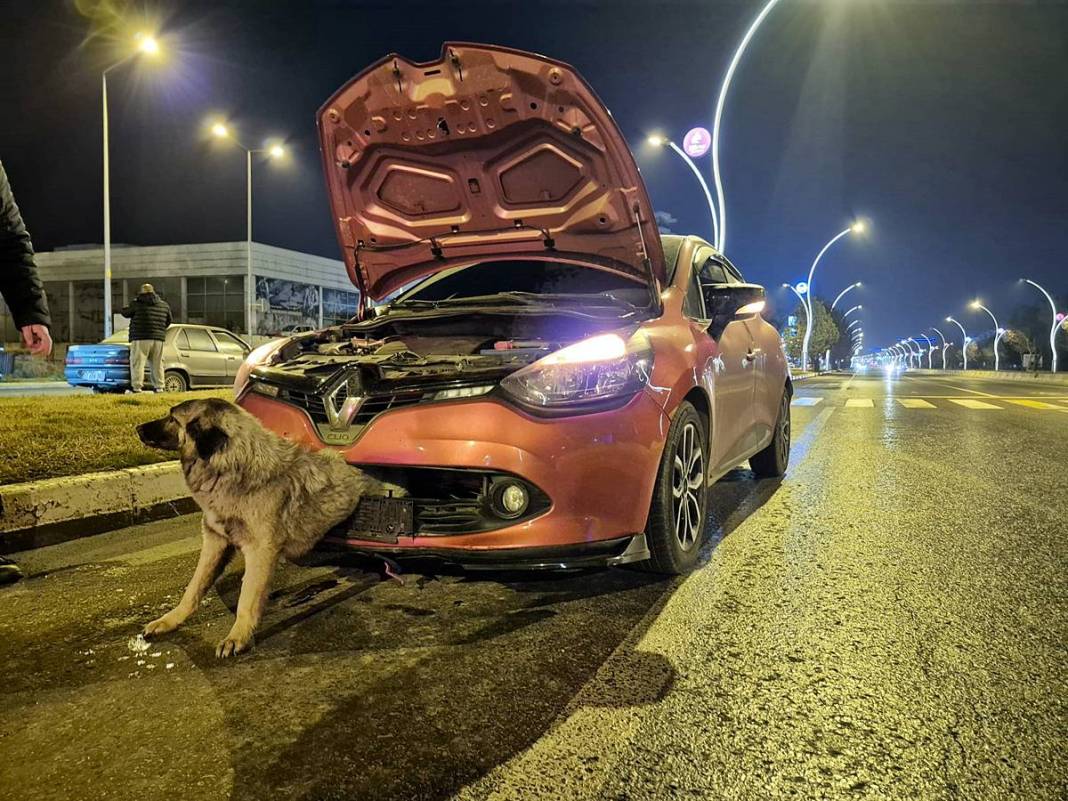 Arabanın çarptığı köpek tampona böyle sıkıştı! İlginç anlar kamerada 7